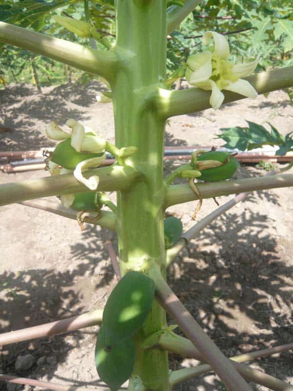 Les papayes : la floraison commence en haut du tronc